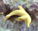 Delphin