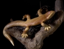 Lizard