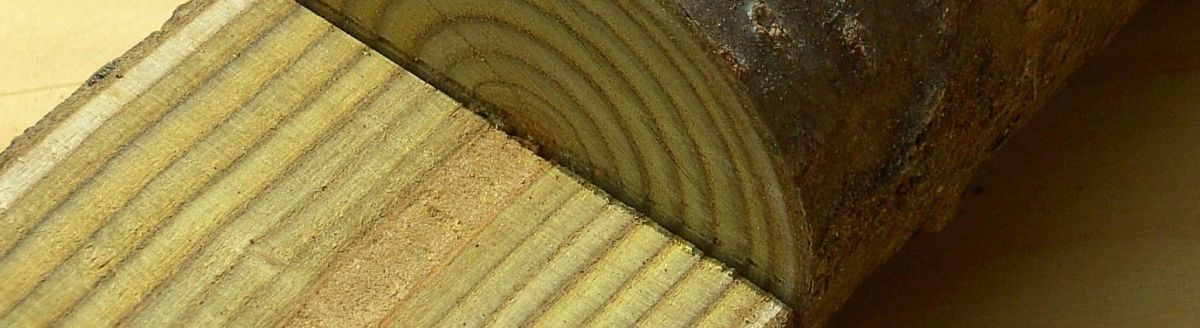 staghorn sumach wood